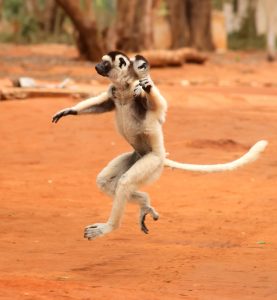 Leaping lemur