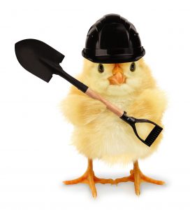 Baby chick construction worker