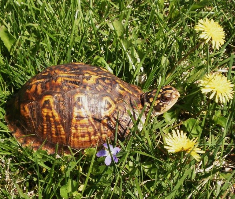 Sox, the box turtle.